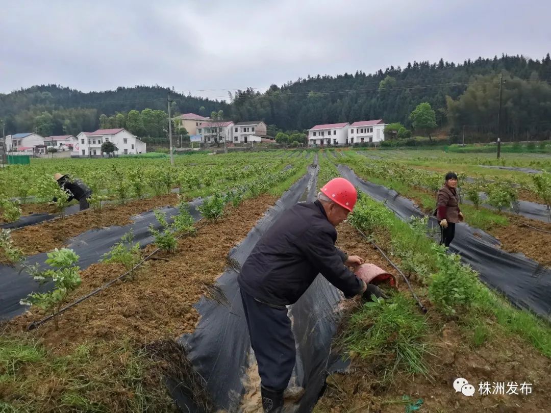 产品观摩结束后,朱守官向大家介绍渌口区朱亭镇种植结构调整万亩示范