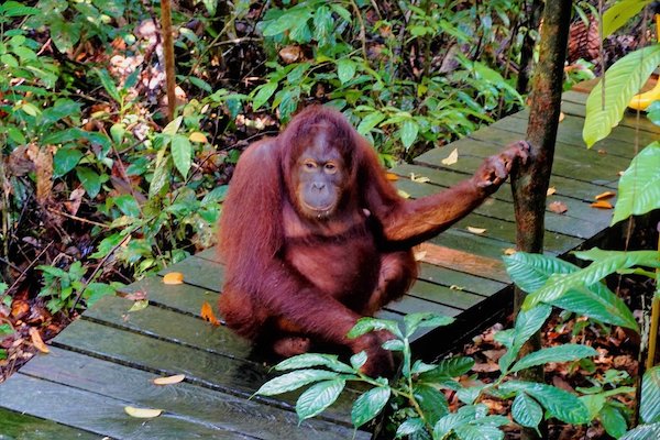 非洲大猩猩保护区游览暂停类人猿也有感染新冠风险