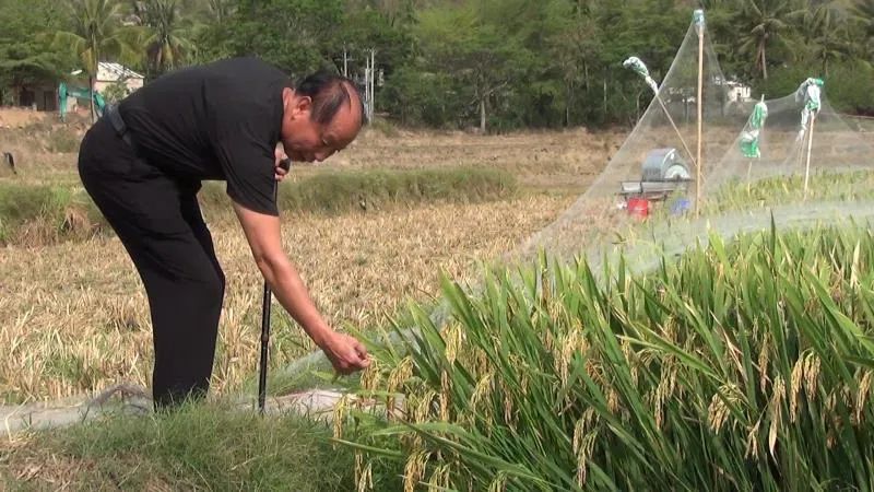 中国稻王诞生亩产20884公斤