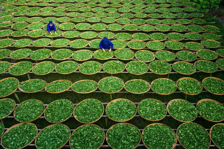 汝城白毛茶采用日光萎凋汝城白毛茶采用的制茶工艺是最天然的,把采下