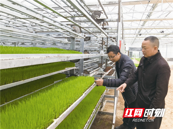 宁乡水稻全程全自动智能化育秧苗工厂受青睐