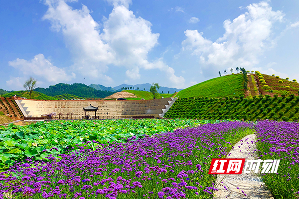 组图旅游节还有3天开幕主会场安化茶乡花海一日一貌迎客来