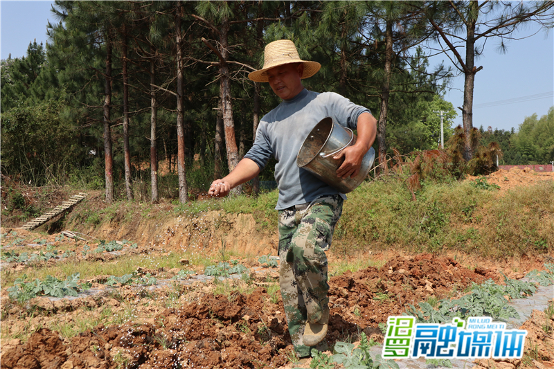 今夏约你吃瓜大荆镇5000亩西瓜秧苗移栽下田