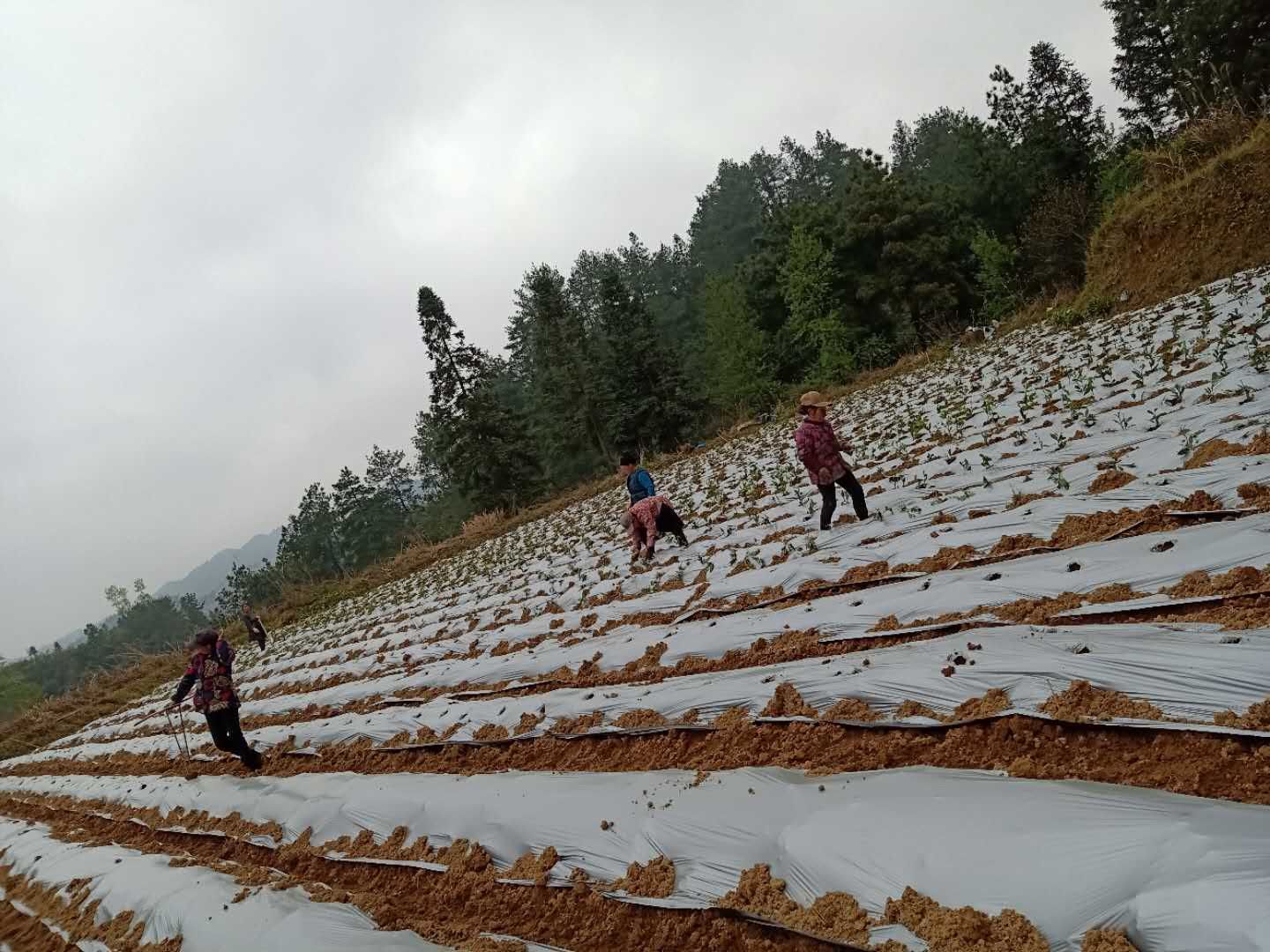 花垣县合兴村昔日荒山地,今朝绿茶园