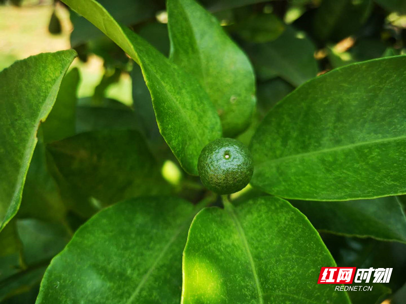 枳壳树挂上了果实.