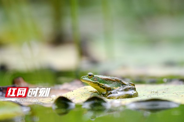6月2日,在湖南省娄底市双峰县井字镇黄巢村一荷塘里,一只青蛙在荷叶上