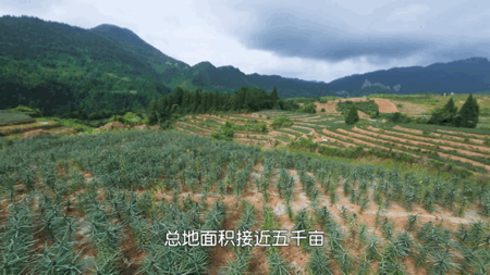 而且当地加工后的龙牙百合