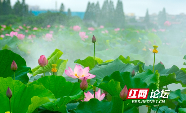 长沙凤羽湖"烟雨朦胧 过雨荷花满院香"