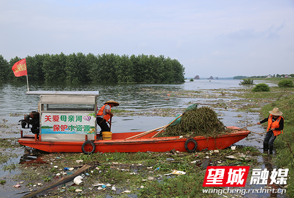 洪水影响,湘江望城段苏蓼垸防洪大堤沿线涌入了大量漂浮的杂草和垃圾