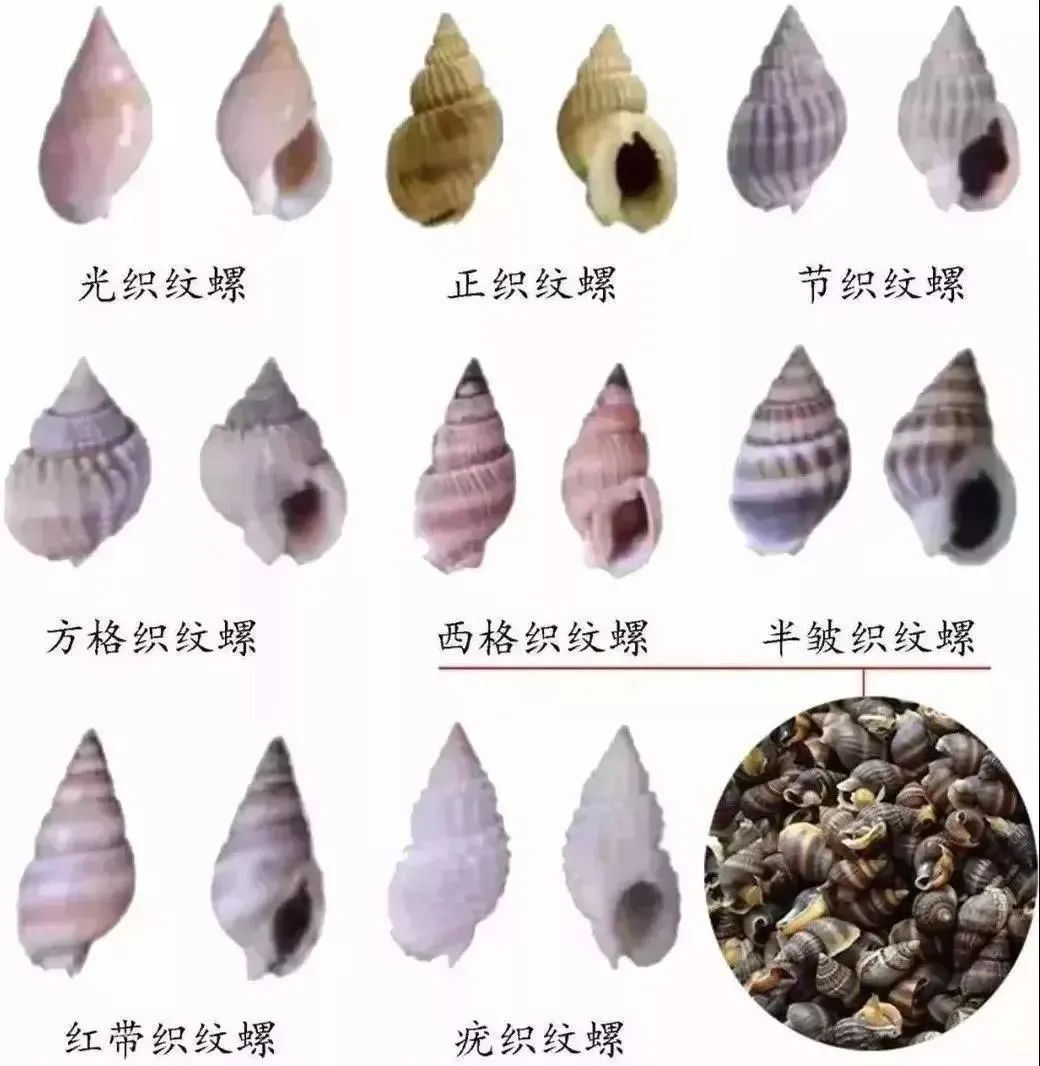 常见的织纹螺有光织纹螺,正织纹螺,方格织纹螺等10多种,都具有不同