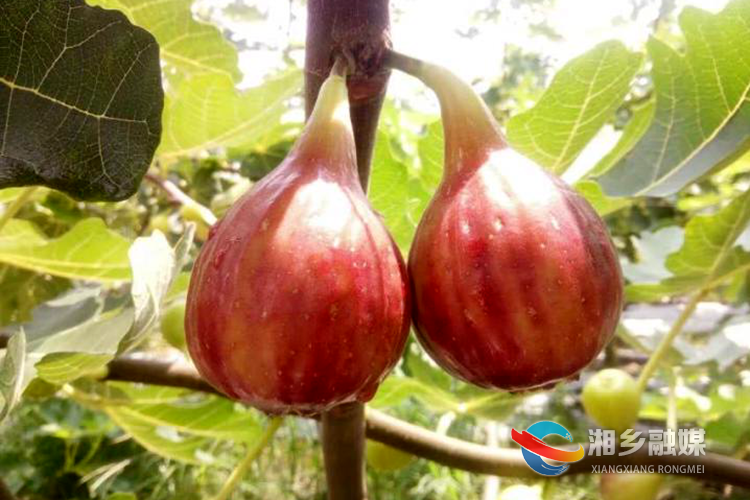 小小无花果 开出"致富花"