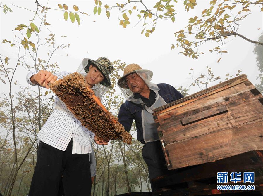 湖南张家界大山养蜂人的甜蜜事业