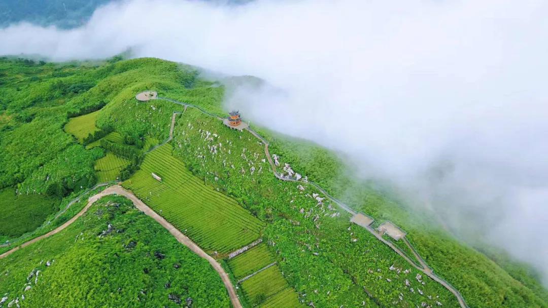 茶旅融合有多火爆?安化云台山茶山之旅带您来体验