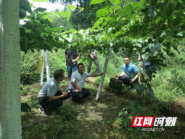 凤凰县山江镇产业发展之罗汉果