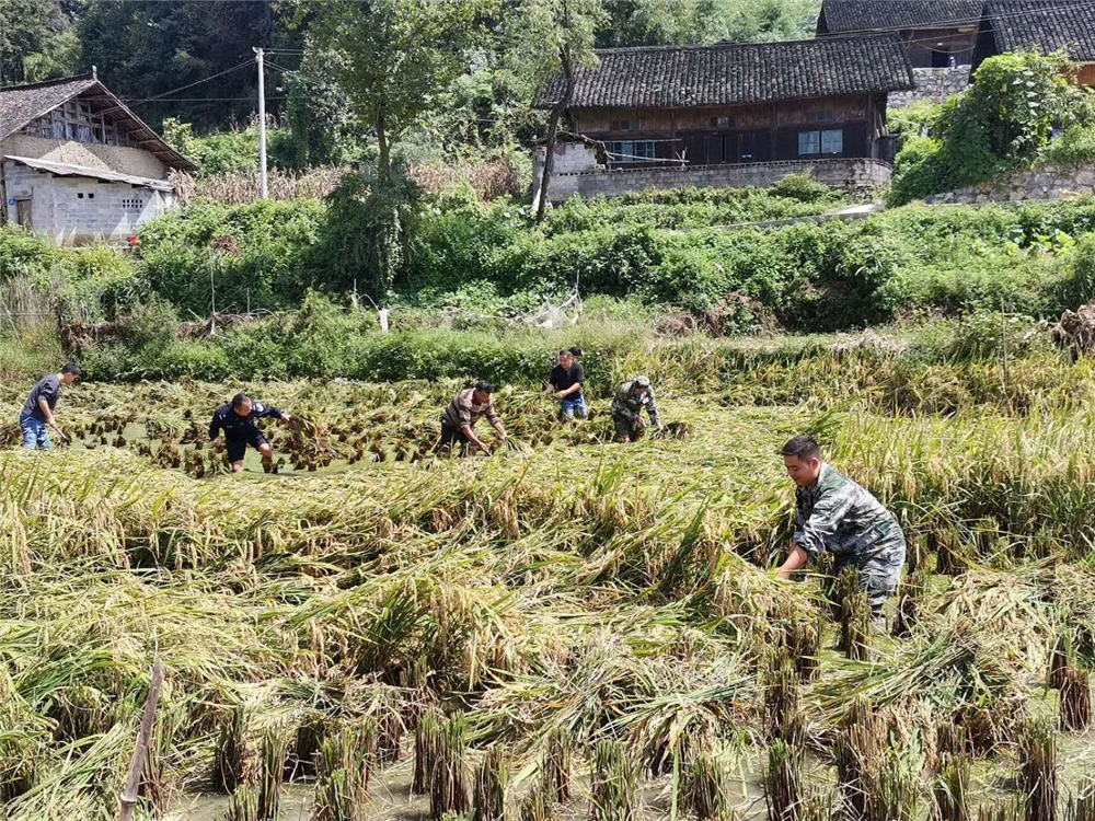 乡干部,村辅警,民兵帮谷坡村农户抢割水稻