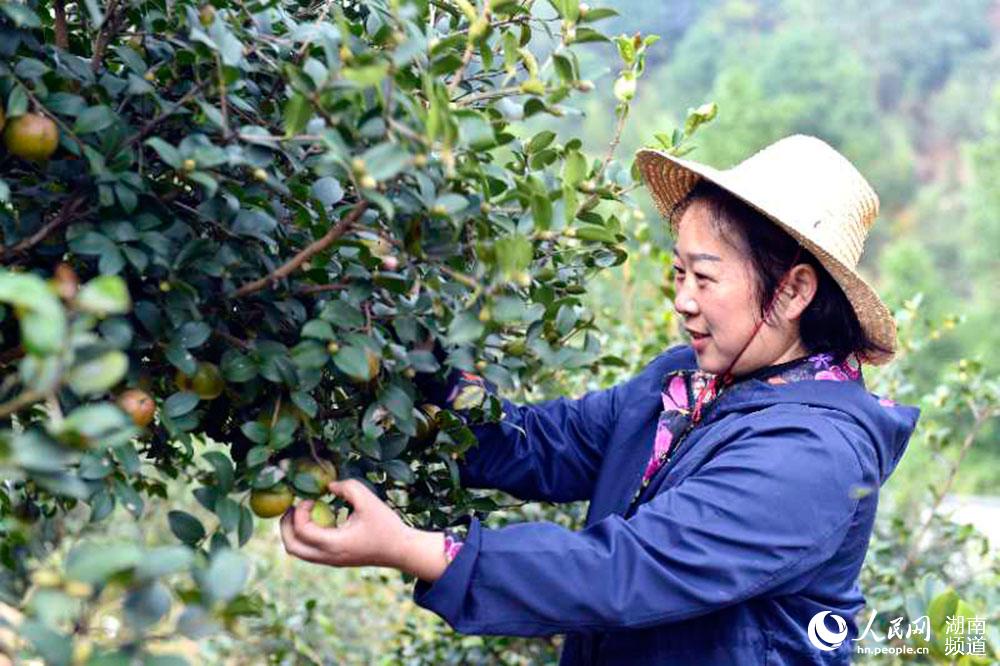 漫山茶油树青翠欲滴,树上茶油果累累,镇头镇供图