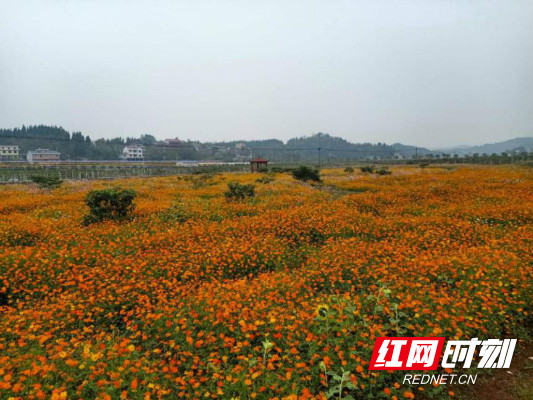 和挂点联系村泸溪县浦市镇马王溪村志愿者联合开展"成风化人讲正气激