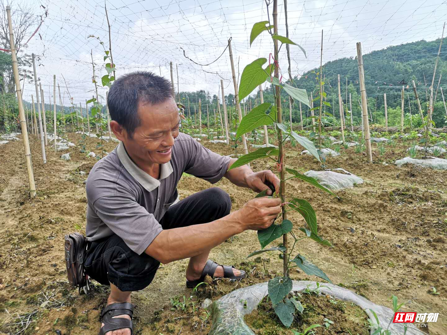 张现兵在地里管理罗汉果苗.