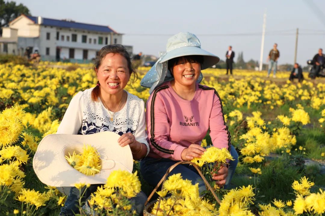 望城乔口藏着一片皇菊花海,让你一次看过瘾!