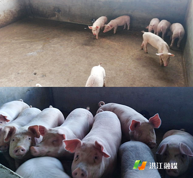 12月白羊村养猪场成功养殖出栏大肥猪