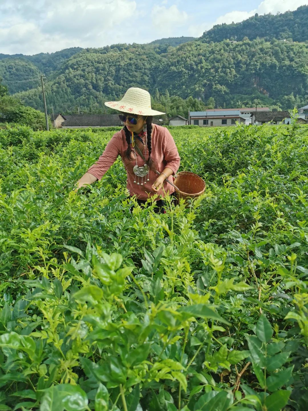 【寻找最美莓茶姑娘】覃玉兰:浓浓桑梓情 寄予茶园间