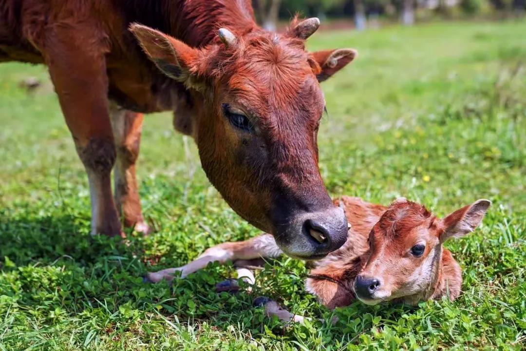 2019年3月30日,湖南双峰,母牛守着刚出生还站不起来的小牛.
