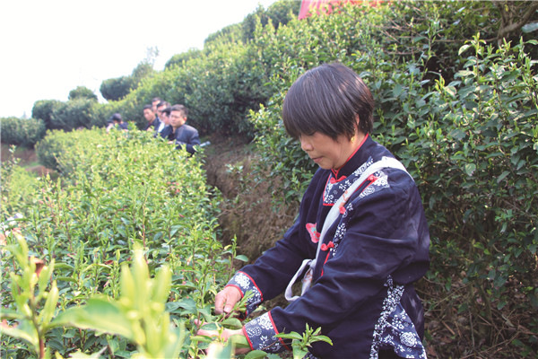 宁乡首批沩山茶开始采摘