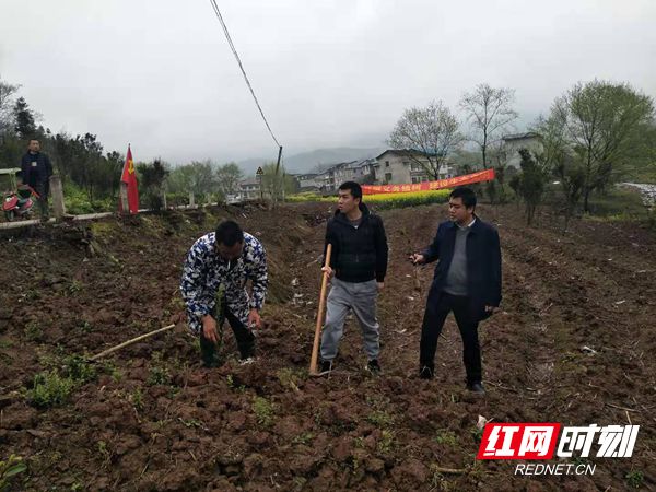杉木桥镇:开展义务植树活动_乡镇动态_慈利新闻网