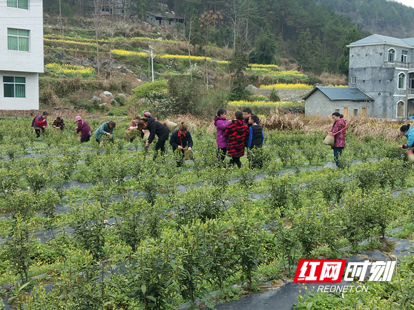 凤凰县千工坪镇胜花村:茶香溢 采茶忙