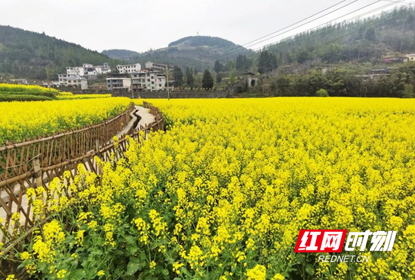 走进田间小道,金灿灿的油菜花随风摇曳,迎春怒放.