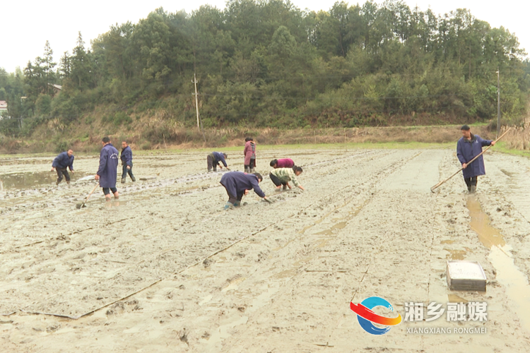 潭市镇:集中代育秧苗 农民省心省力 中国湘乡网
