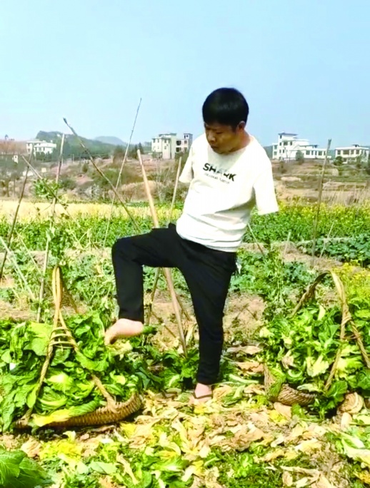 法治 正文彭吉元用脚干农家活.