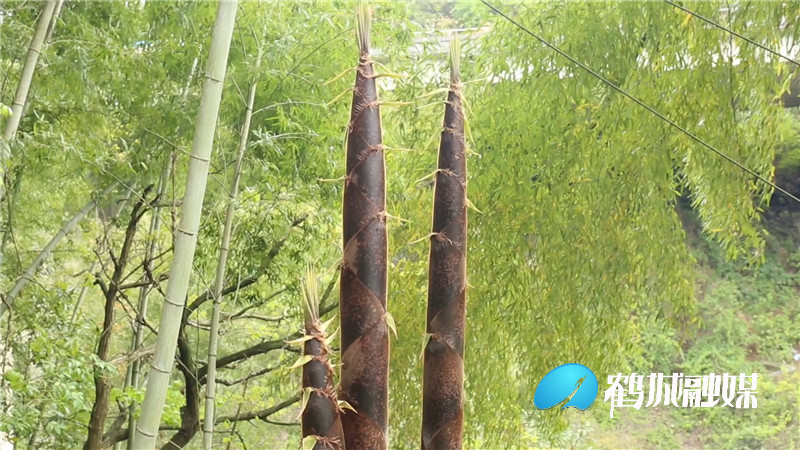 城南凉山竹海:春笋为竹林添了一道亮丽的风景线