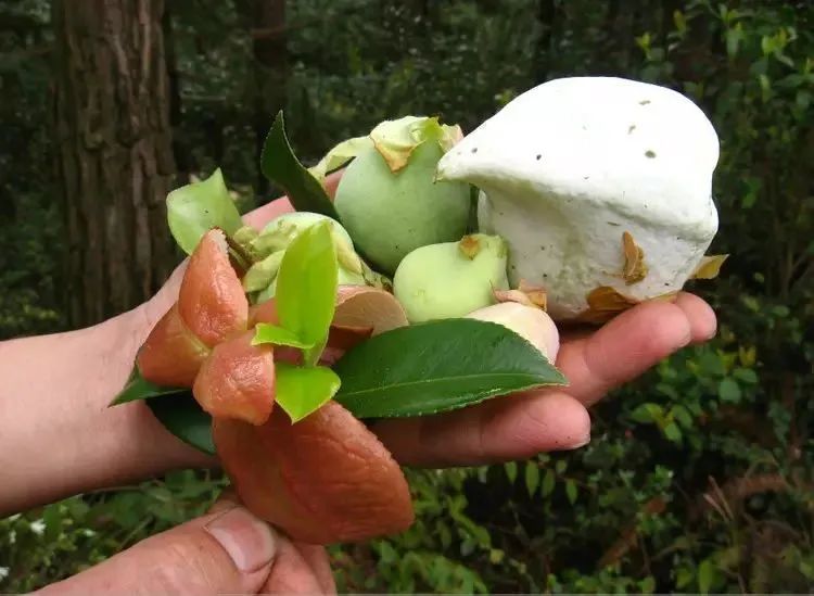 油茶树上的野果"茶包"