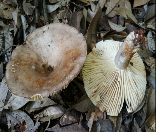 菌肉白色,受伤后易变红色而不再变黑色,菌褶白色,伤变红色,菌褶厚,稍