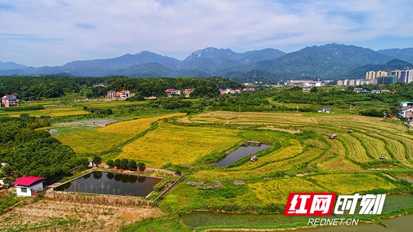 近日,在湖南省南岳区南岳镇双田村,数百亩沉甸甸的金色稻穗压弯了稻杆