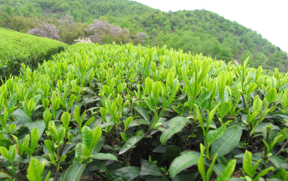 茶知识 | 抹茶是用哪些茶树品种做的呢?