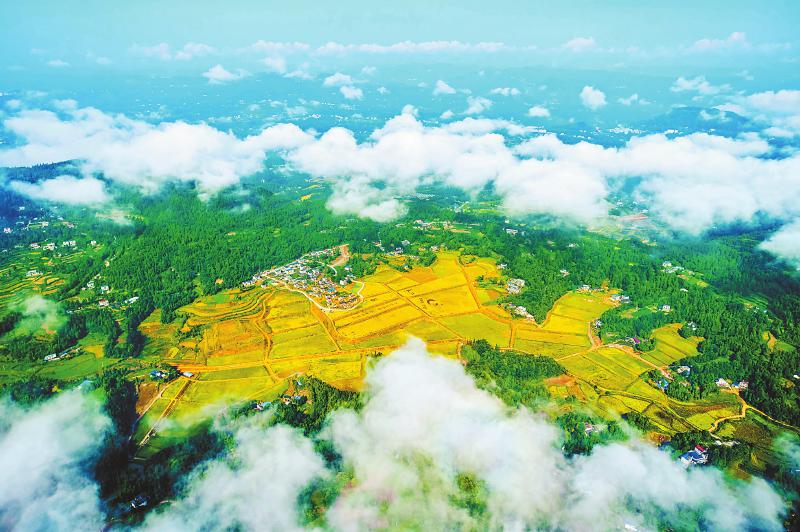 9月以来,巴中市恩阳区柳林镇海山村优质稻谷基地抓住晴好天气,抢收