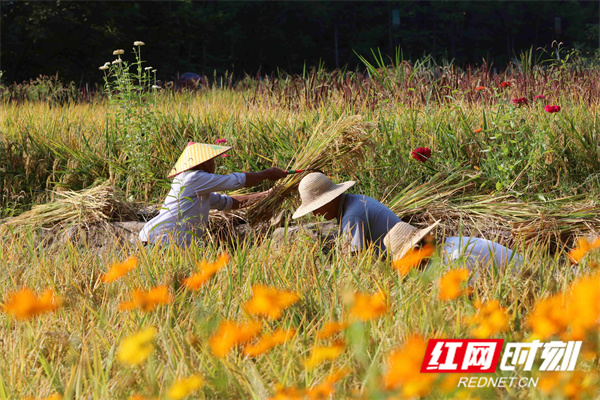 第四个"中国农民丰收节,武陵源区当地农民忙着收割成熟的稻谷,收获