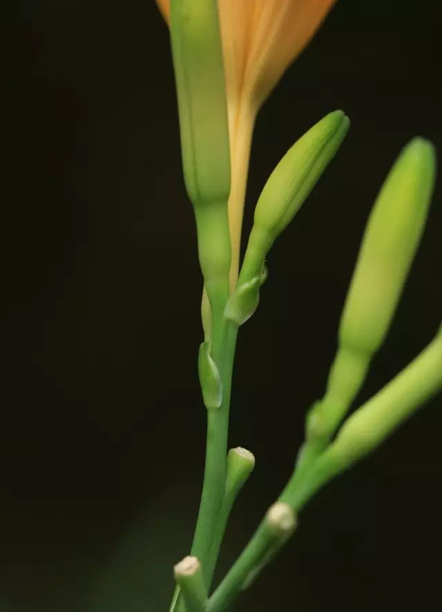 花被管细长,明显区别于百合