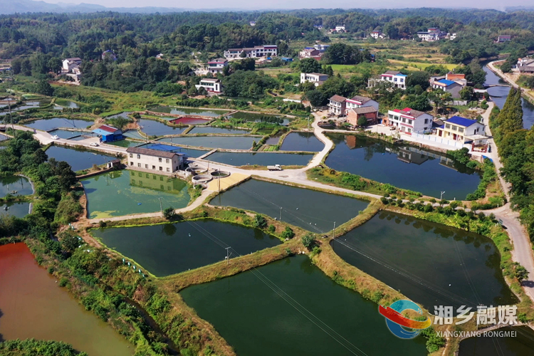 近年来,湘乡市山枣镇山枣村不断探索老产业的新出路,整合当地渔业资源