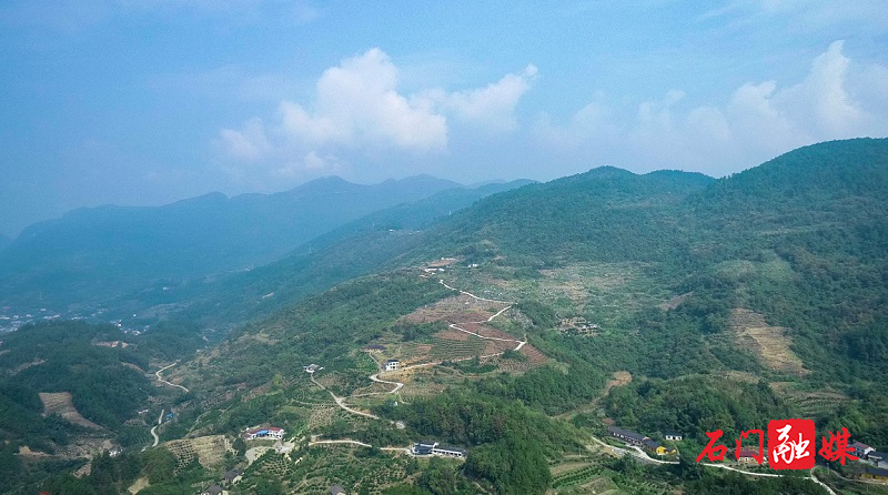 走进湖南省石门县维新镇重阳树社区,道路两旁的山地里,脐橙树上硕果