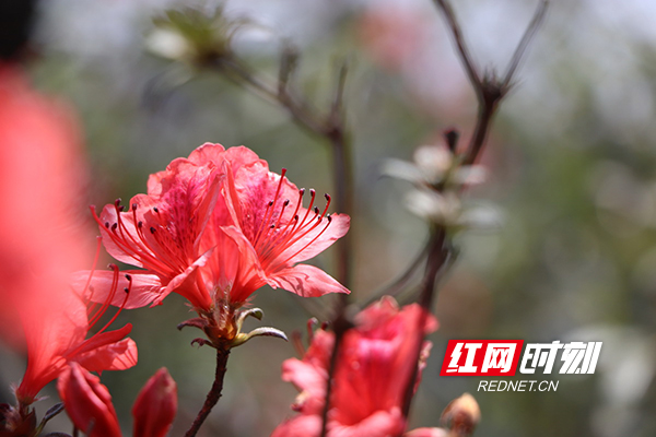 衡山翠鹫峰高山杜鹃红了飞霞流丹最美四月天