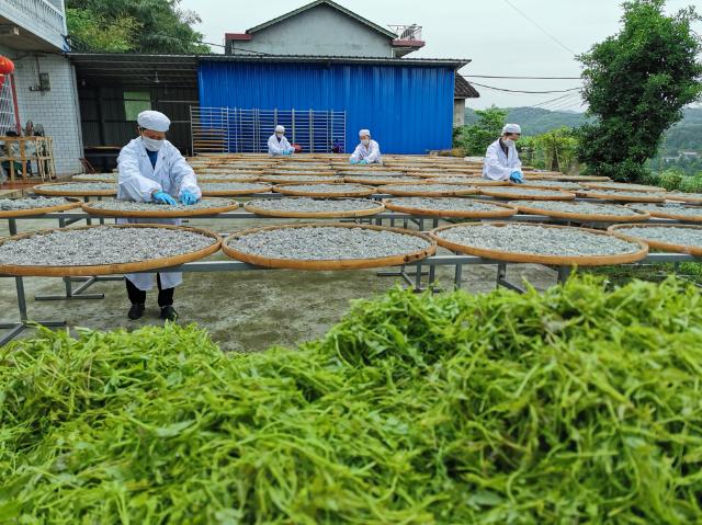 区长变身直播达人张家界永定区高山莓茶接3吨订单