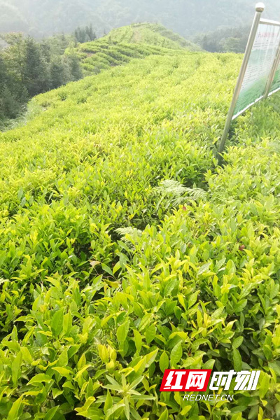 茶园中绿意盎然。.jpg