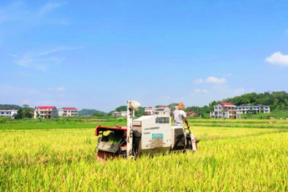 洪山殿镇试种超级稻大丰收 亩产1113.6斤
