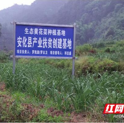黄花溪畔黄花开  致富清风吹进安化贫困户
