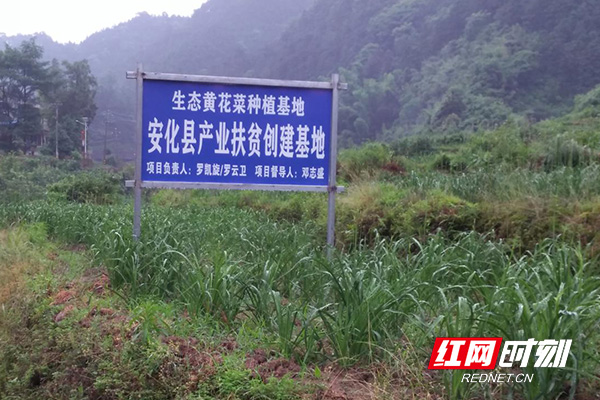 安化县江南镇黄花溪村黄花种植基地。.jpg