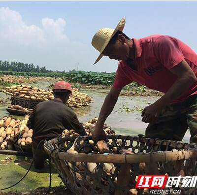 大通湖多季种植莲藕富了种藕人