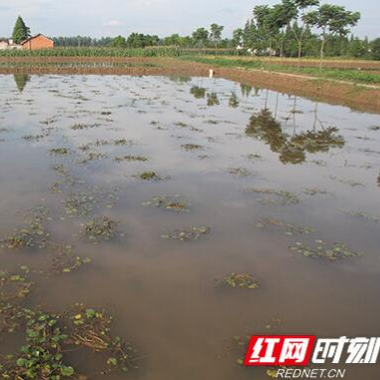 大通湖“水草+”打造生态绿色发展产业链